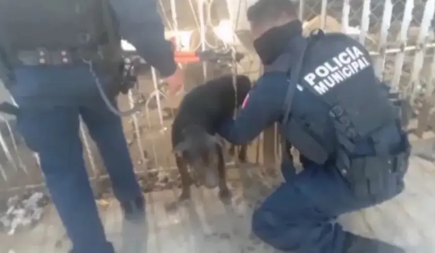 Perrito atrapado en una reja fue rescatado por policías de Culiacán