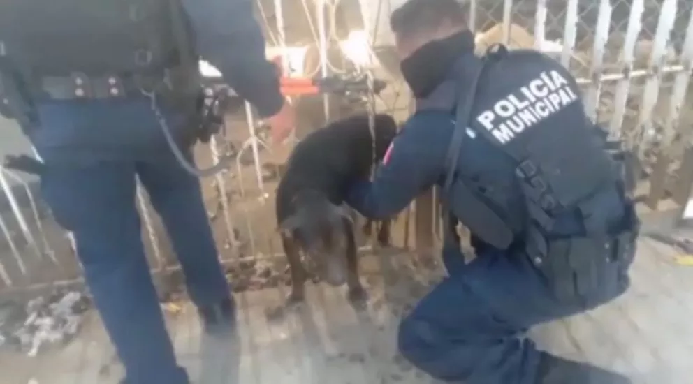 Perrito atrapado en una reja fue rescatado por policías de Culiacán