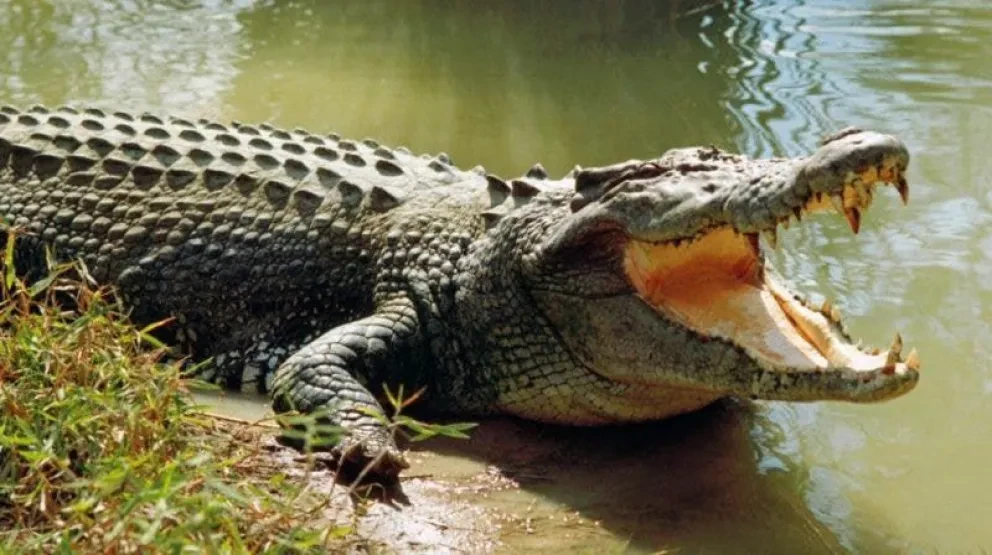 Señalan sitios del río con cocodrilos en Tepuchito, Culiacán