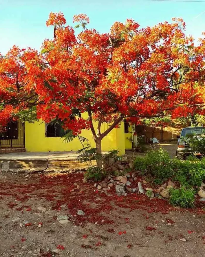 Arborización urbana: por un Culiacán verde