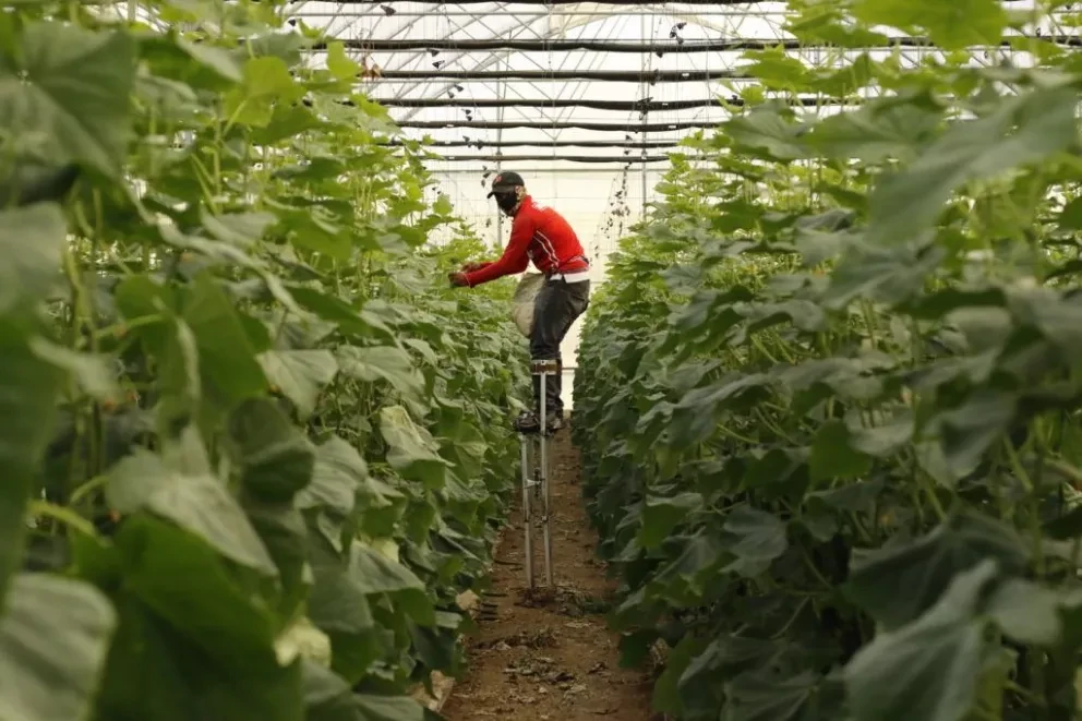 Tecnificación en hortalizas y Agricultura protegida de Sinaloa, escuela para México