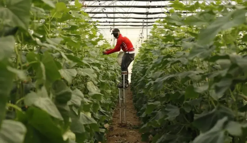 Tecnificación en hortalizas y Agricultura protegida de Sinaloa, escuela para México