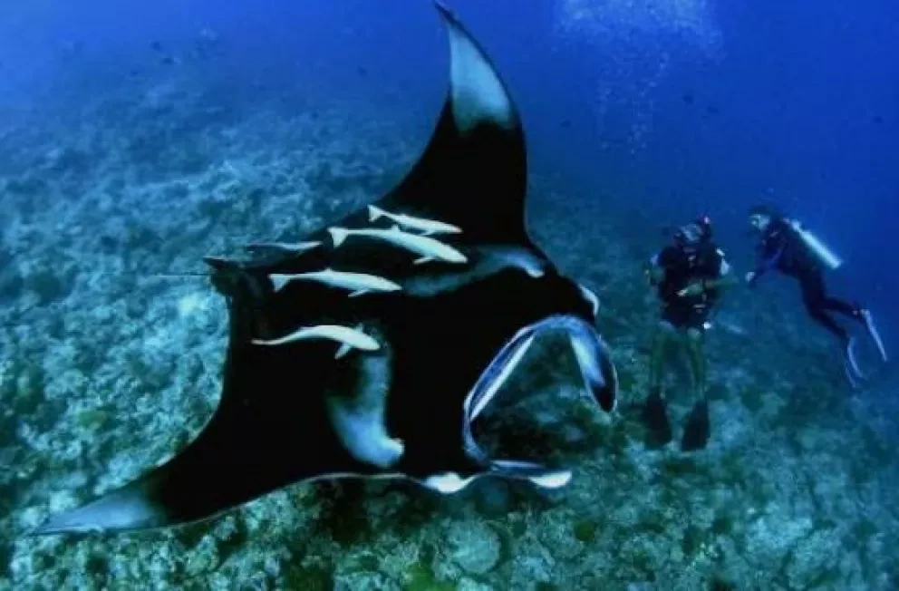 Los tiburones y sus parientes están en peligro