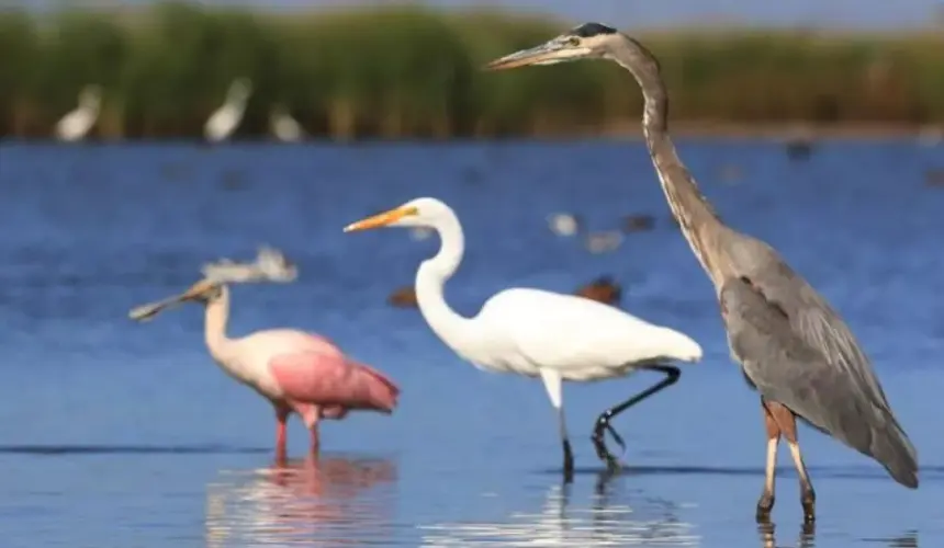 La riqueza ornitológica del sitio Ramsar (2025) “Sistema Lagunar Santa María, Topolobampo y Ohuira”