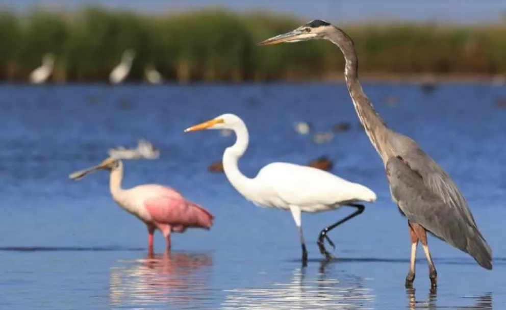 La riqueza ornitológica del sitio Ramsar (2025) “Sistema Lagunar Santa María, Topolobampo y Ohuira”