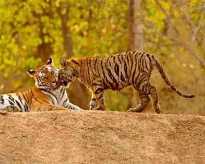 El año nuevo del tigre viene con el primer incremento en la población de tigres en 12 años