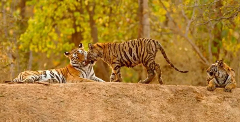 El año nuevo del tigre viene con el primer incremento en la población de tigres en 12 años