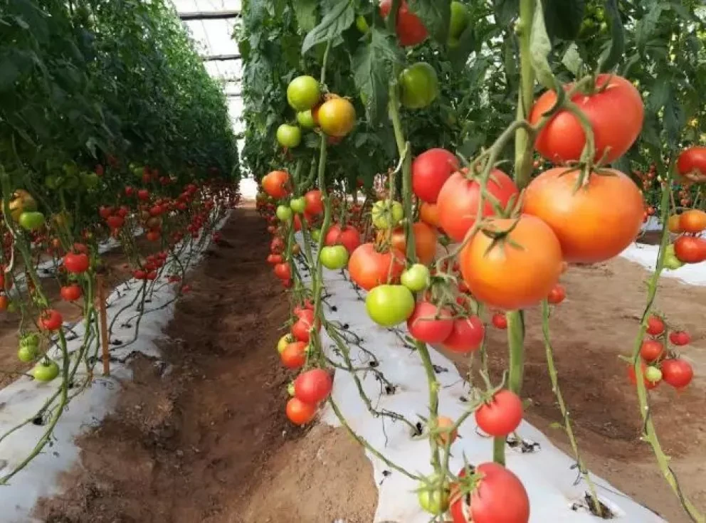 ¡Tomatazos! Tiembla Sinaloa