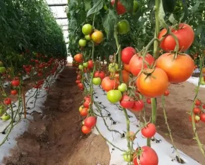 ¡Tomatazos! Tiembla Sinaloa