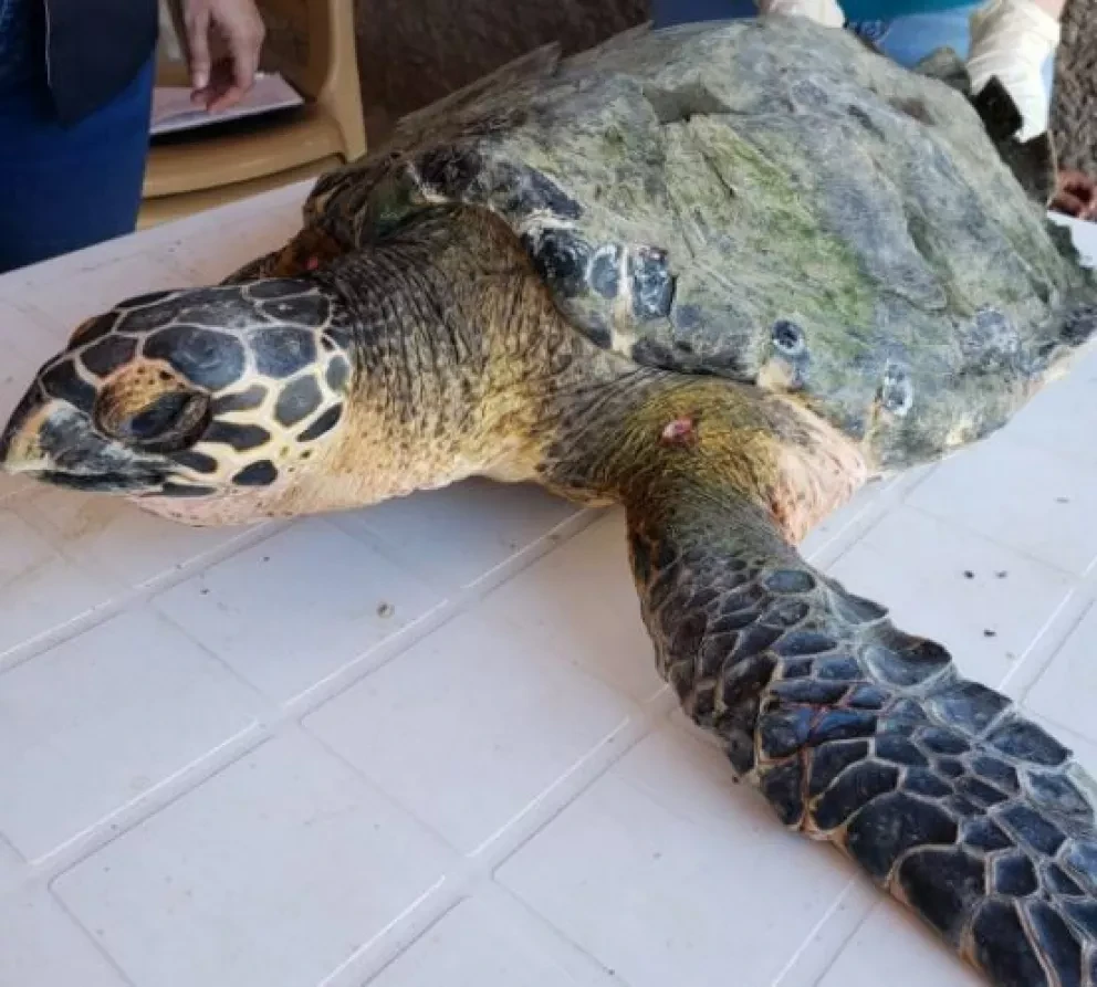 Liberan tortuga Carey rescatada por pescadores en bahía Santa María