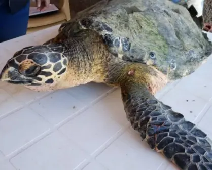 Liberan tortuga Carey rescatada por pescadores en bahía Santa María