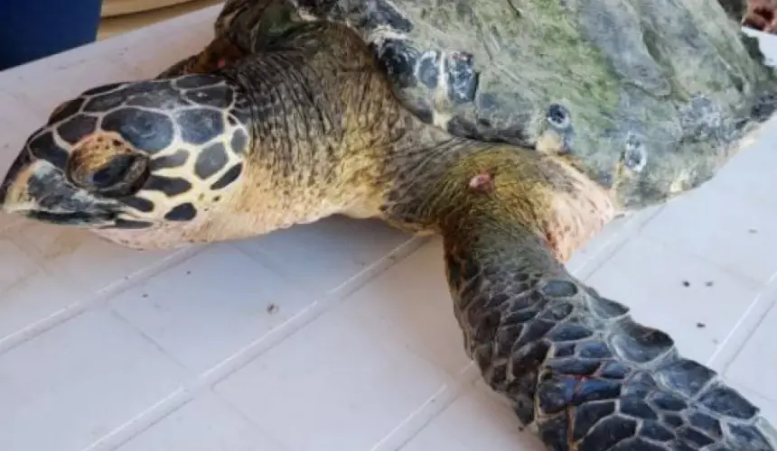 Liberan tortuga Carey rescatada por pescadores en bahía Santa María