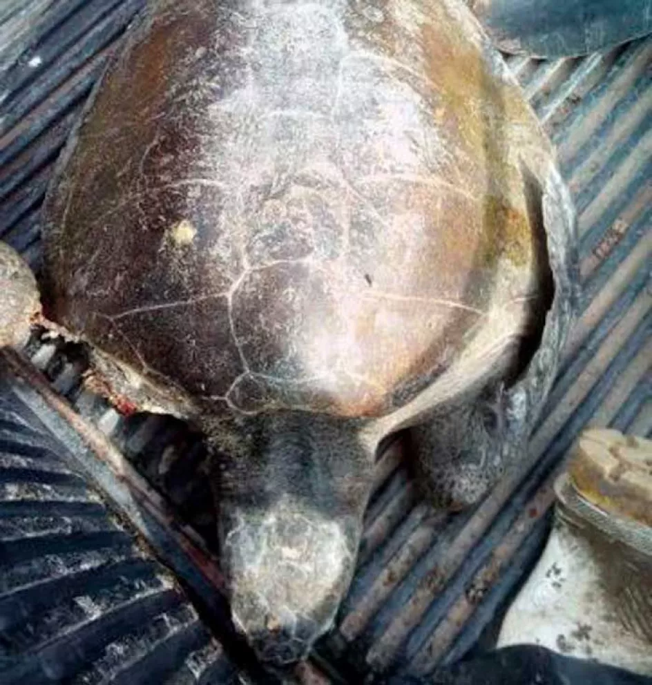 Rescatan tortuga marina sin aleta en playas de Ceuta