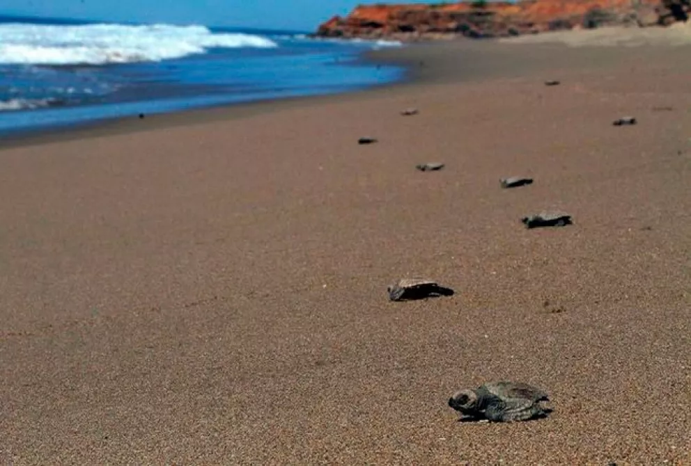El Verde Camacho, playa sinaloense más limpia de México