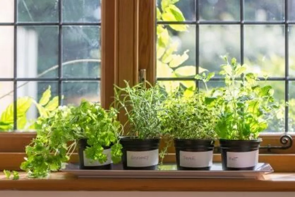 Huerto en casa: ¿Cuáles verduras se pueden cultivar al interior?