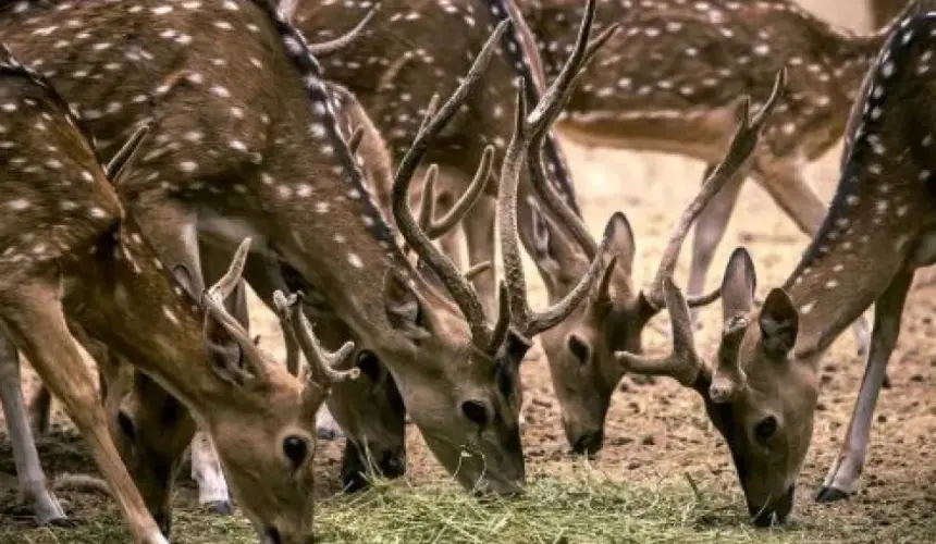 Zoológico Culiacán es refugio para animales silvestres durante pandemia