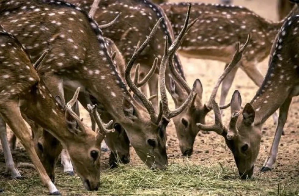 Zoológico Culiacán es refugio para animales silvestres durante pandemia