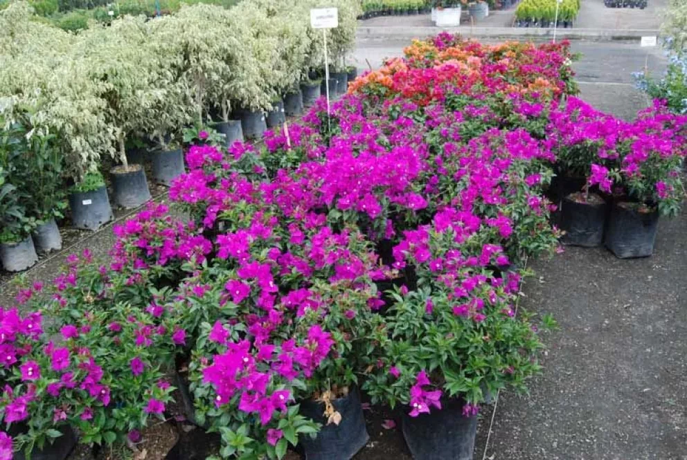 13 viveros en Culiacán