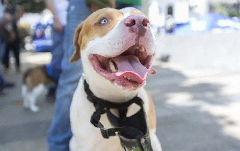 Inician vacunación antirrábica a perros y gatos en Sinaloa