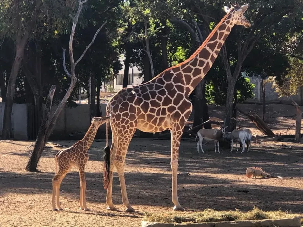 ¡Vamos a conocer a la nueva jirafita en el Zoológico de Culiacán!
