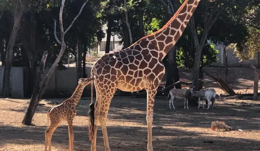 ¡Vamos a conocer a la nueva jirafita en el Zoológico de Culiacán!