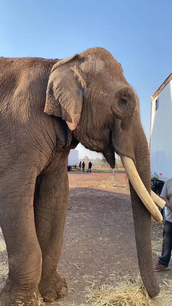 Culiacán será santuario para un elefante