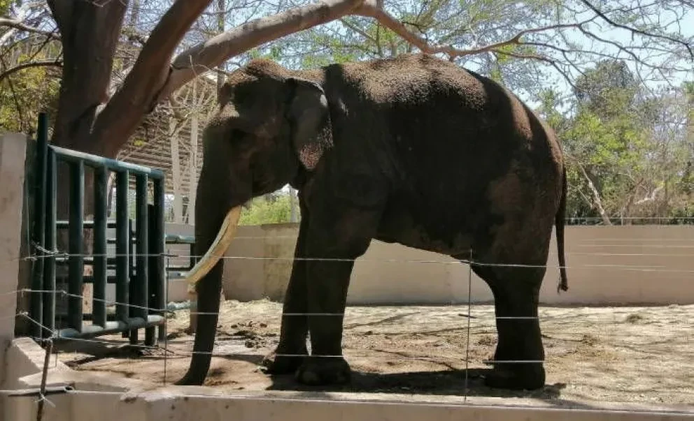 Big Boy te invita a celebrar el día del niño en el zoológico