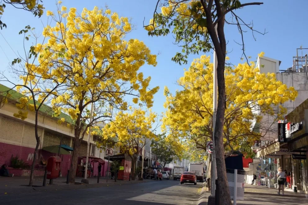 Culiacán se viste de primavera con rosa y amarillo