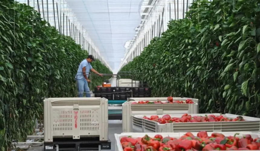 El sector agroalimentario mexicano no para de crecer en pandemia