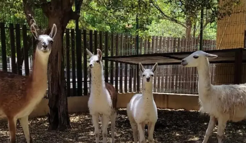 Conoce a las dos nuevas llamas que nacieron en el Zoológico