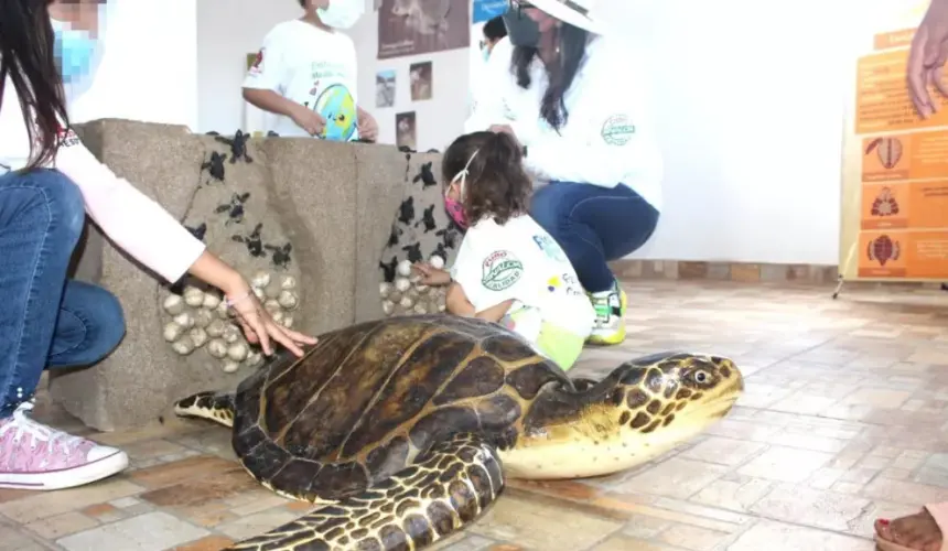 Fundación Coppel busca preservar la tortuga marina