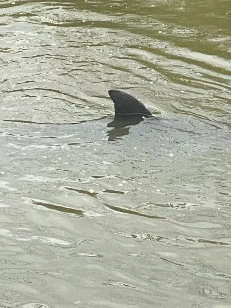 Rescatan a dos delfines atrapados en un dren