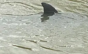 Rescatan a dos delfines atrapados en un dren
