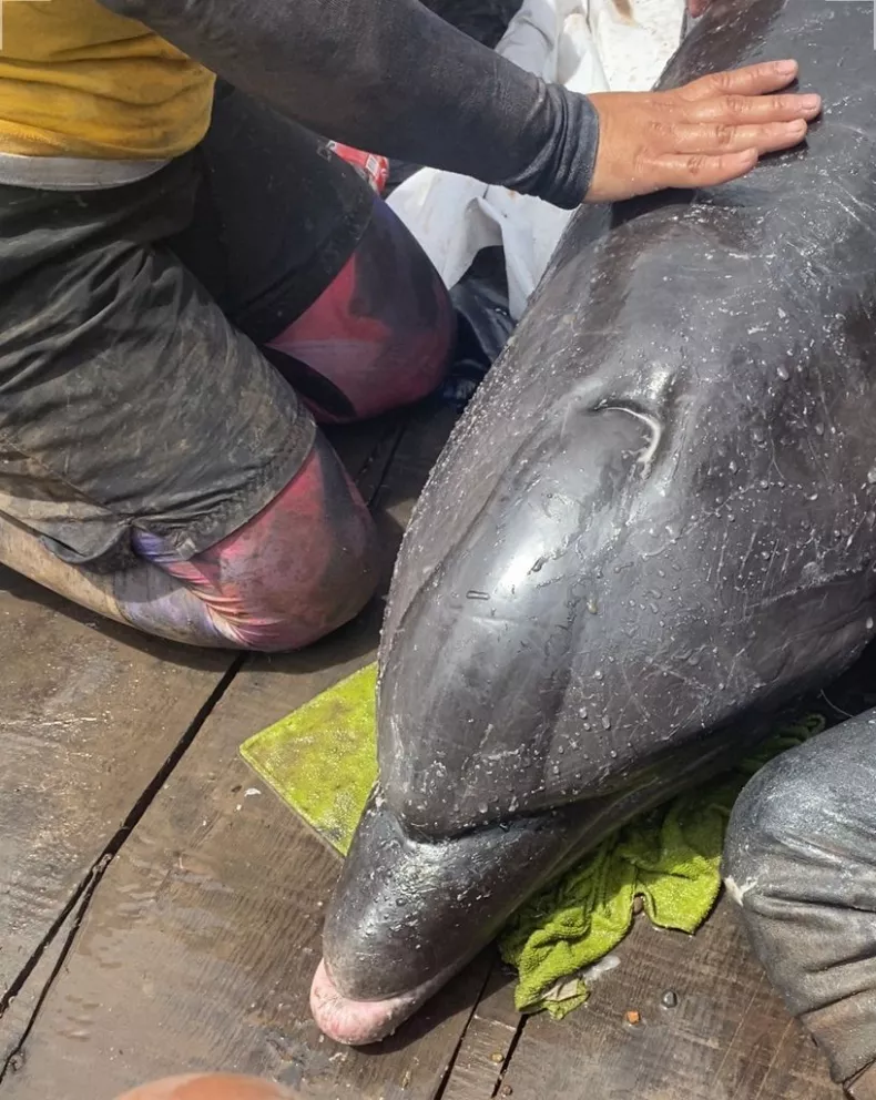 Rescatarán al segundo delfín varado en el dren agrícola de Navolato