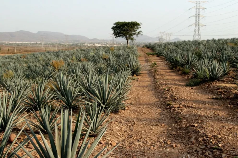 Sinaloa logra la denominación de origen Mezcal