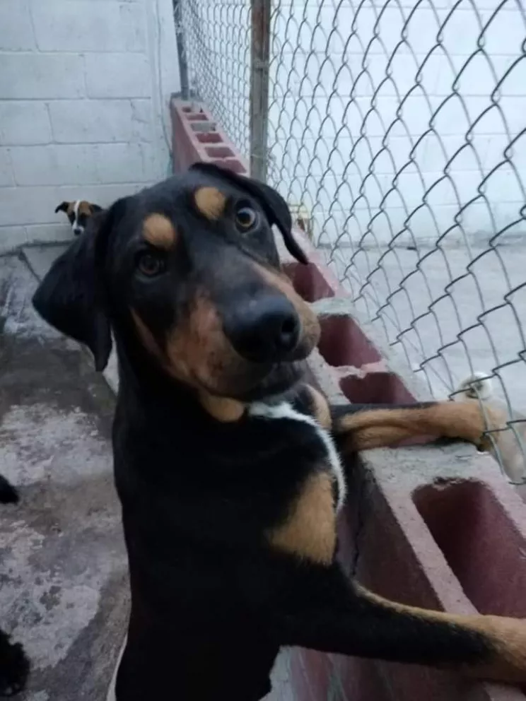 Los perritos de Balto y Togo necesitan de tu ayuda