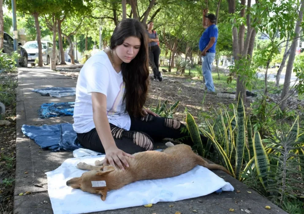 Campaña de Esterilización en Culiacán continúa en la colonia Infonavit Humaya, en Culiacán.