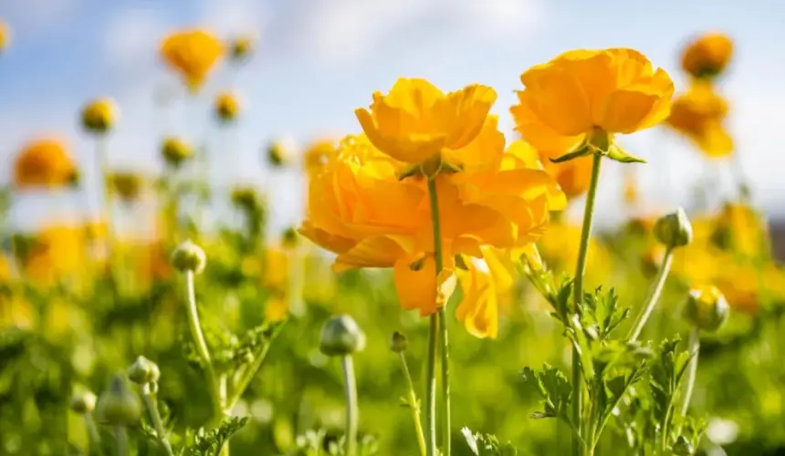 Flores amarillas porque regalarlas el 21 marzo y que representan