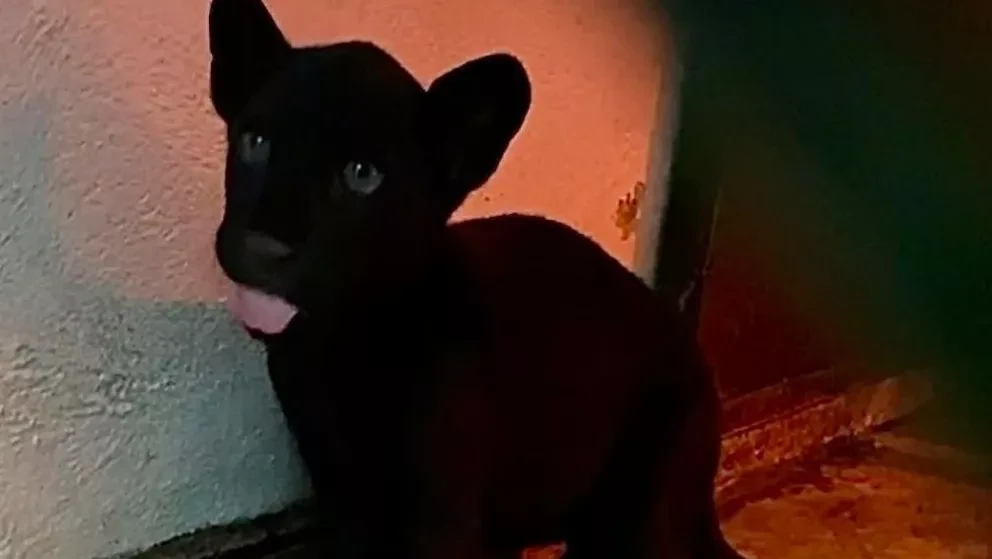 Celebra SEDEMA nacimiento de jaguar en el Zoológico de Chapultepec.
