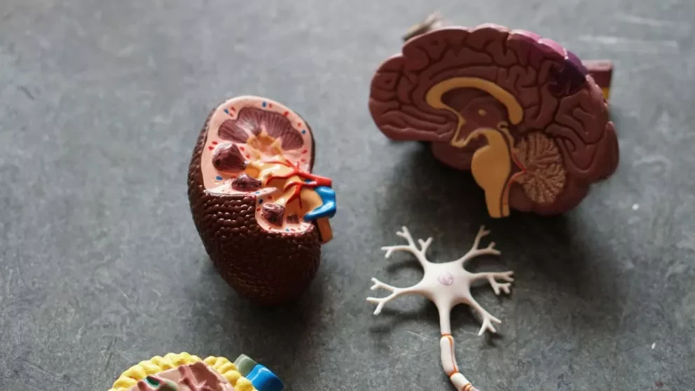 Lecanemab es el nombre de un nuevo fármaco que promete disminuir el deterioro de la memoria ocasionado por el alzheimer. Foto: Robina Weermeijer.
