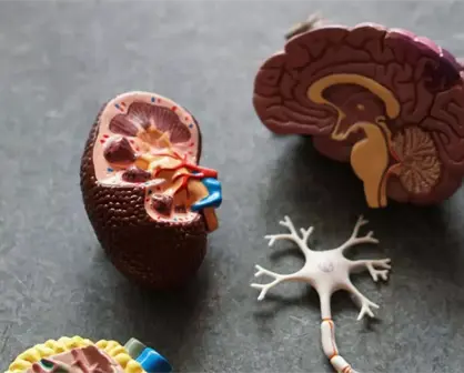 Científicos descubren un innovador medicamento contra el Alzheimer