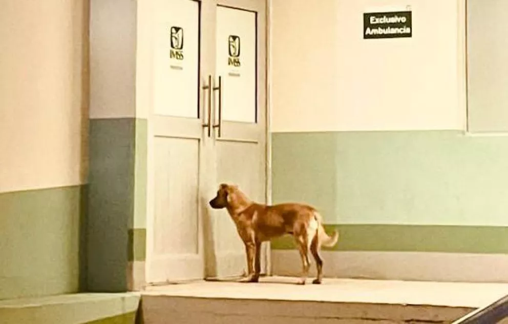 El Palomo rescató a su dueño que era buscado por su familia; ahora no se despega del Hospital hasta ver a su dueño