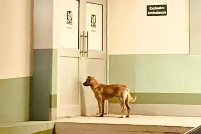 El Palomo rescató a su dueño que era buscado por su familia; ahora no se despega del Hospital hasta ver a su dueño