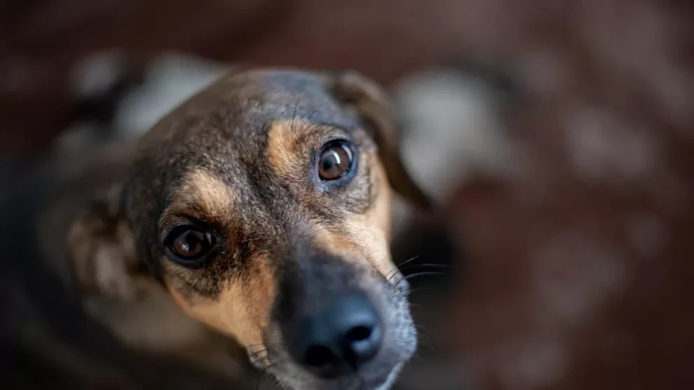 ¡Una Navidad para Todos! Invitan a donar alimentos y esterilizaciones a perros y gatos en situación de calle