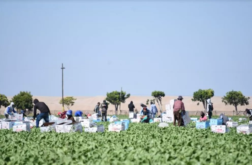 Se levantan las primeras cosechas de hortalizas frescas en Villa Juárez