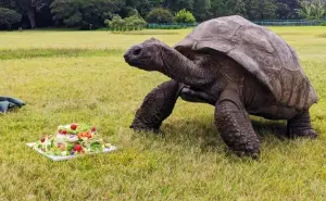 Jonathan, la tortuga más vieja del mundo cumple 190 años y así la festejaron