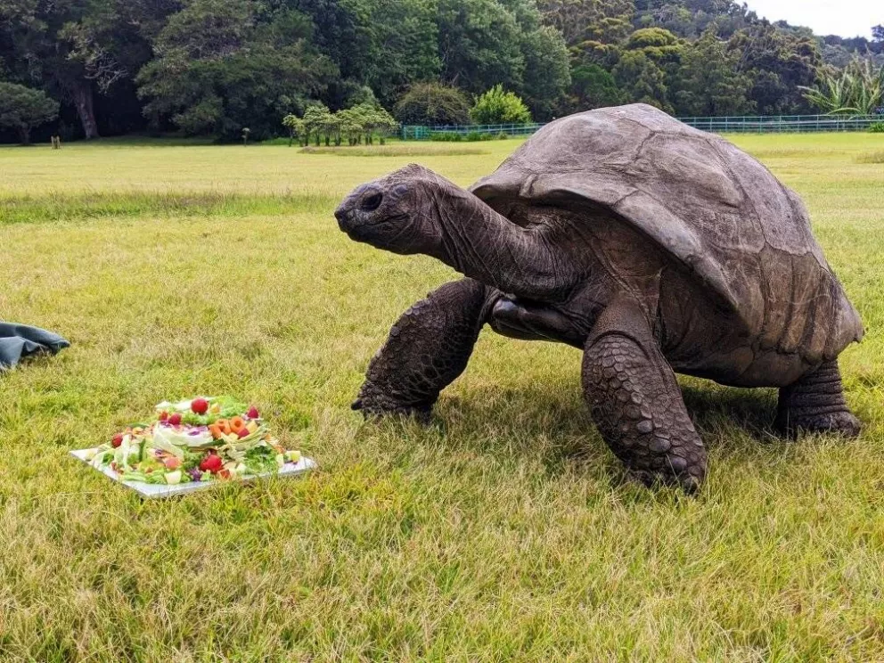 Jonathan, la tortuga más vieja del mundo cumple 190 años y así la festejaron. Foto: St Helena Tourism.