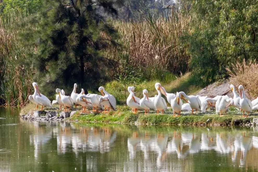 Llegan pelícanos blancos americanos al Bosque de San Juan de Aragón