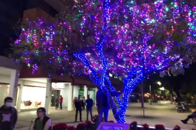 Conoce la historia del Árbol de la Filantropía plantado en la Plazuela Obregón en Culiacán, un ícono de más de 19 años