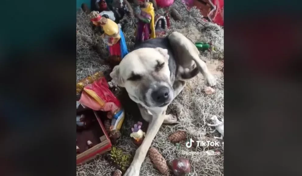 Lomito se queda dormido sobre nacimiento y se hace viral.
